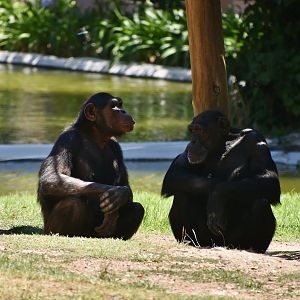 Chimpanzee (Pan troglodytes)
