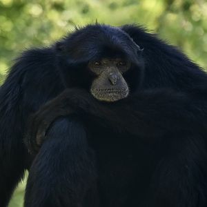 Siamang (Symphalangus syndactylus)