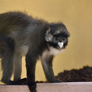 Black-Cheeked Red-Tailed Monkey (Cercopithecus ascanius ascanius)