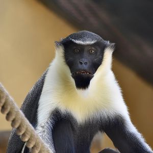Diana Monkey (Cercopithecus diana)