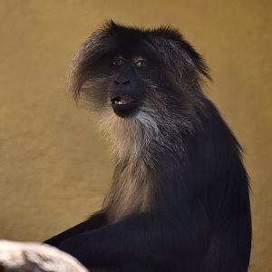 Lion-Tailed Macaque (Macaca silenus)