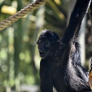 Colombian Spider Monkey (Ateles fusciceps rufiventris) with frozen treats