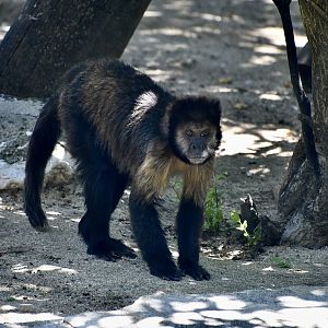 Golden-Bellied Capuchin (Sapajus xanthosternos)