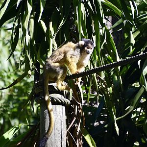 Bolivian Squirrel Monkey (Saimiri boliviensis)