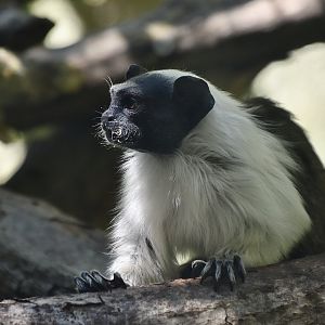 Pied Tamarin (Saguinus bicolor)