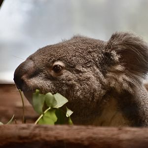 Queensland Koala (Phascolarctos cinereus adustus)