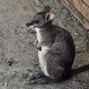 Parma Wallaby (Notamacropus parma)