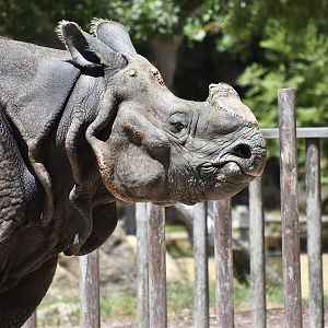 Indian Rhinoceros (Rhinoceros unicornis)