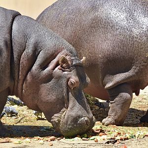 Hippopotamus (Hippopotamus amphibius)