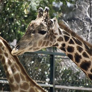 Angolan Giraffe (Giraffa camelopardalis angolensis)