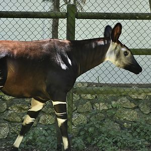 Okapi (Okapia johnstoni) female