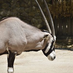 Gemsbok (Oryx gazella)