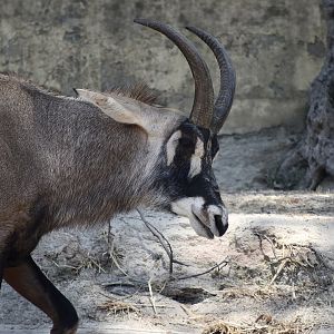Roan Antelope (Hippotragus equinus)