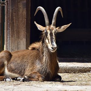 Black Sable Antelope (Hippotragus niger niger) female