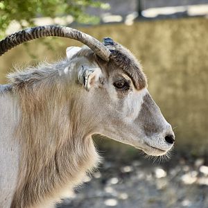 Addax (Addax nasomaculatus)