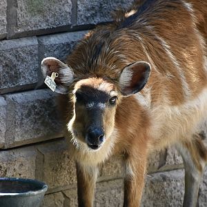 Western Sitatunga (Tragelaphus spekii gratus)