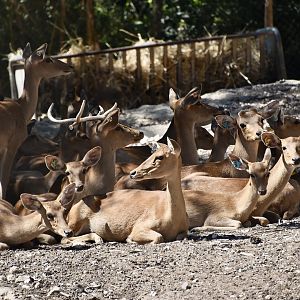 Burmese Brow-Antlered Deer (Panolia eldii thamin)