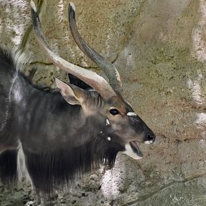 Nyala (Tragelaphus angasii) male