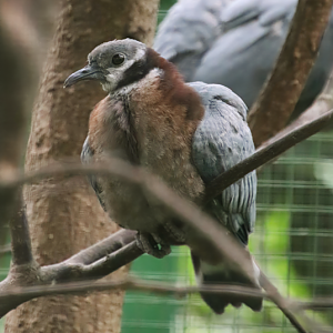 Baby collared imperial pigeon (Ducula mullerii)
