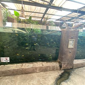 Cichlid aquarium