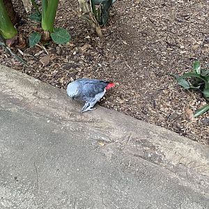 African grey parrot