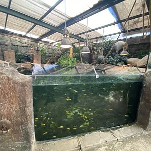 Another view of cichlid and turtle aquarium