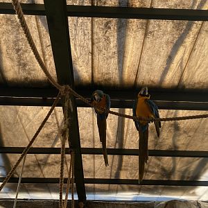 Blue and gold macaws