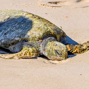 Green Sea Turtle
