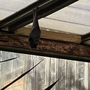 Large flying fox