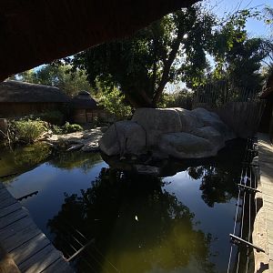 Spotted-necked otter enclosure