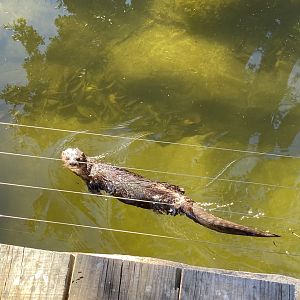 Spotted-necked otter swimming