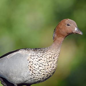 Australian Wood-Duck