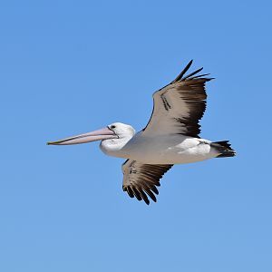 Australian Pelican
