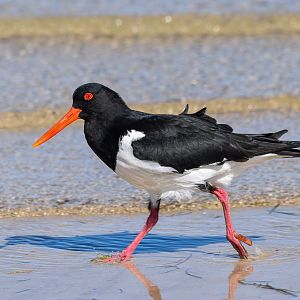 Pied Oystercatcher