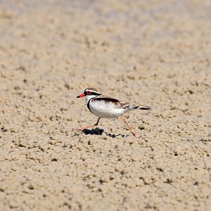 Black-fronted Dotterel