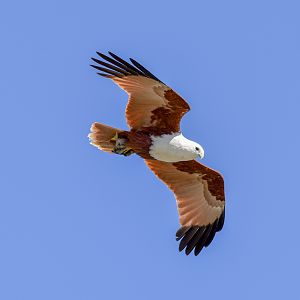 Brahminy Kite with Diamondfish