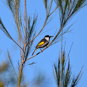 White-cheeked Honeyeater