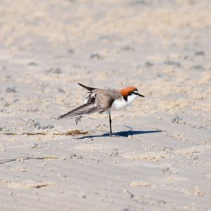 Red-capped Plover
