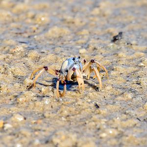 Light-Blue Soldier Crab