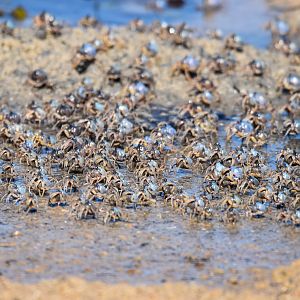 Light-Blue Soldier Crabs