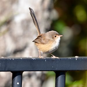 Red-backed Fairywren