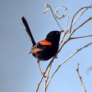 Red-backed Fairywren