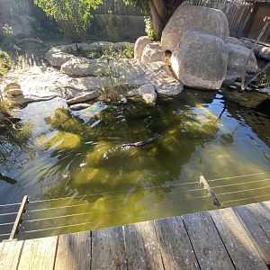 Spotted-necked otter