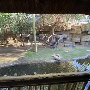 1st view of open topped Cape vulture and marabou enclosure