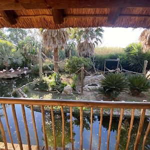 Mixed lemur and flamingo enclosure