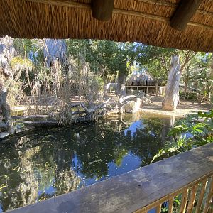 Pygmy hippo enclosures