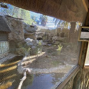White-backed vulture aviary