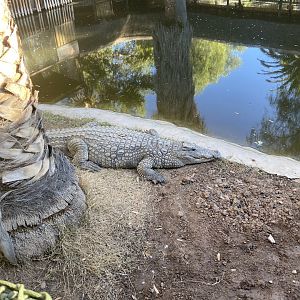 Nile crocodile