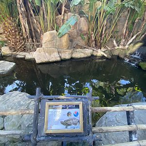 Mixed snapping turtle an carp pond