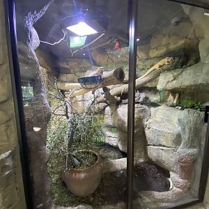 Green iguana enclosure